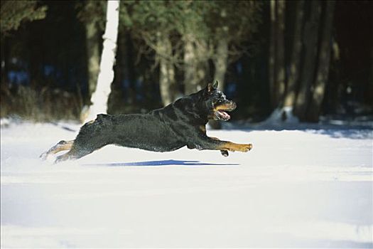 罗特韦尔犬,狗,成年,雪