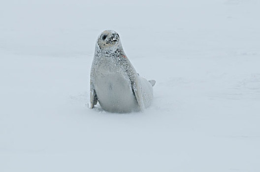 食蝦海豹,食蟹海豹,休息,迅速,冰,声音,威德尔海,南极