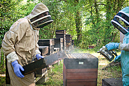养蜂人,工作,蜂窝