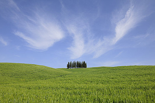 柏树,绿色,山,草地,瓦尔道尔契亚,圣奎里克,托斯卡纳,意大利