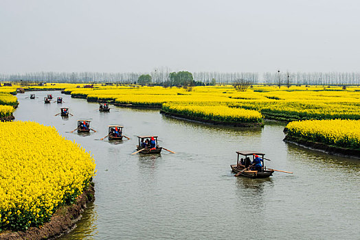 江苏,兴化,油菜花