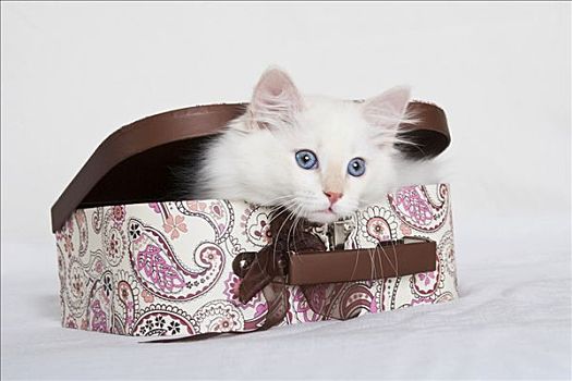 小猫,向外看,手提箱