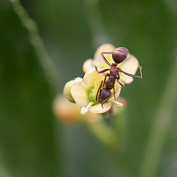 花朵上的蚂蚁