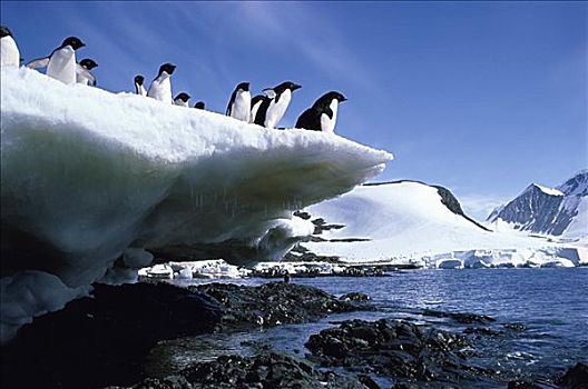 阿德利企鹅,希望,南极