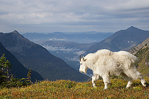 石山羊,雪羊,走,山,冰川国家公园,蒙大拿