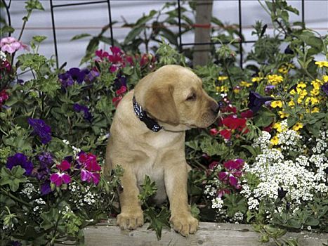 拉布拉多犬,花园