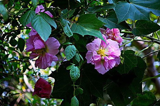 美艳的芙蓉花,木芙蓉,拒霜花,木莲,地芙蓉,华木