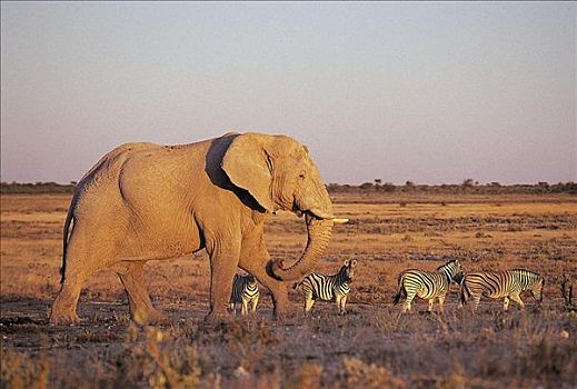 大象,非洲象,哺乳动物,夜光,黎明,日落,埃托沙国家公园,纳米比亚,非洲,动物