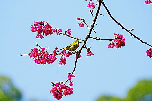 樱花