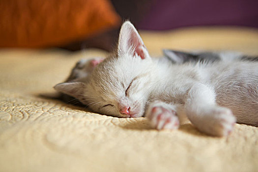 小,灰色,白色,小猫,卧,睡觉,床