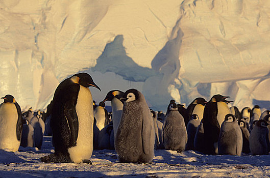 南极,帝企鹅,生物群,冰山,拱形