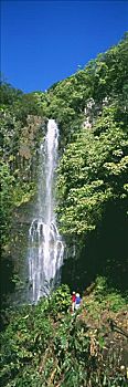 夏威夷,毛伊岛,伴侣,风景,威陆亚,瀑布,围绕,茂密,绿色植物,蓝天,全景