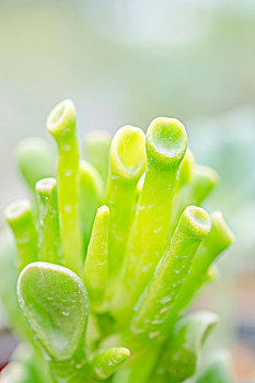 肉质植物