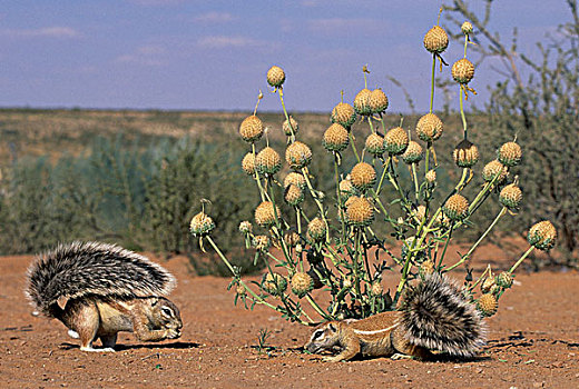地松鼠,南非地松鼠,卡拉哈迪大羚羊国家公园,卡拉哈里沙漠,南非,非洲