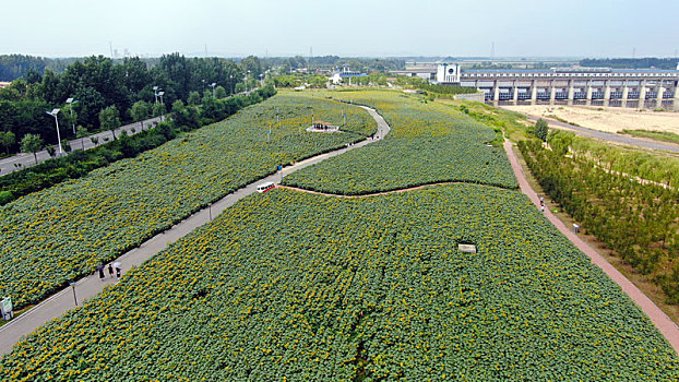 山东省日照市,数万株向日葵迎风绽放,游客徜徉花海打卡感受环境巨变