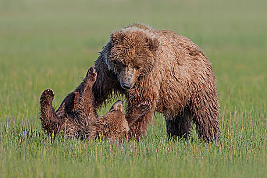 大灰熊,棕熊,玩,克拉克湖,国家公园,阿拉斯加