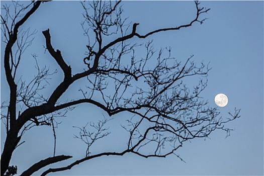 月亮,树