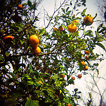 乌拉圭,萨克拉门托,橘树