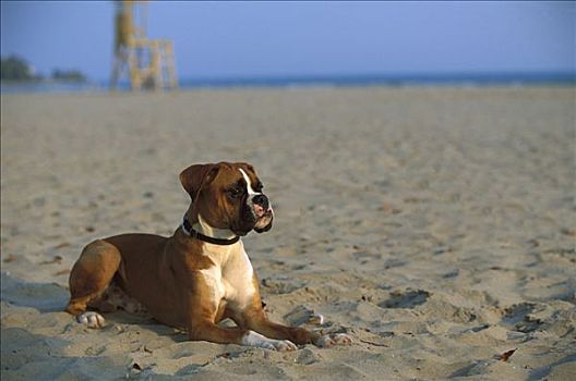 拳师狗,狗,成年,放入,沙子,海滩,自然,耳