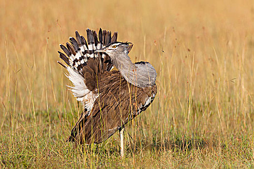 男性的,灰颈鹭鸨,鹭科里,显示,尾巴上的羽毛,羽毛,马赛玛拉国家保护区,肯尼亚,非洲