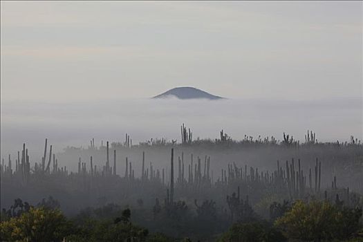 雾,上方,荒漠景观,埃尔比斯开诺生物圈保护区,墨西哥