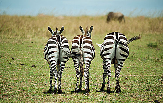 肯尼亚,马赛马拉国家保护区,后视图,斑马,看,平原