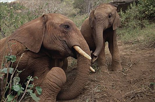 非洲象,幼兽,孤儿,会面,东察沃国家公园,肯尼亚
