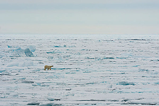 挪威,斯瓦尔巴特群岛,斯匹次卑尔根岛,北极熊,猎捕,浮冰,北方