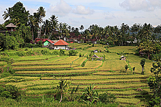 印度尼西亚,巴厘岛,阶梯状,稻田,农舍