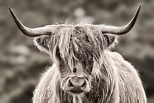 高原牛,头像,外赫布里底群岛,苏格兰,英国,欧洲