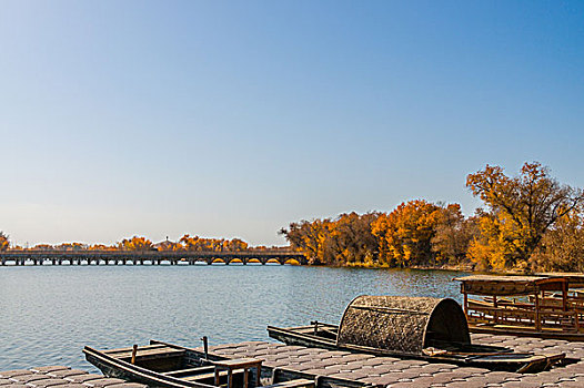 胡杨林,湖泊,倒影,美景