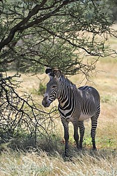 细纹斑马,度量衡,斑马,站立,影子,刺槐,萨布鲁国家公园,肯尼亚,东非,非洲