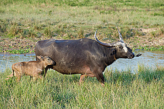 水牛,幼兽,卡齐兰加国家公园,印度