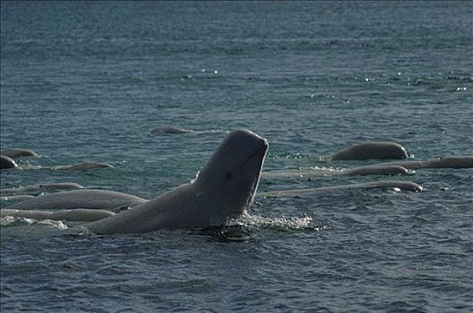 白鲸,头部,河,湾流,加拿大西北地区,加拿大
