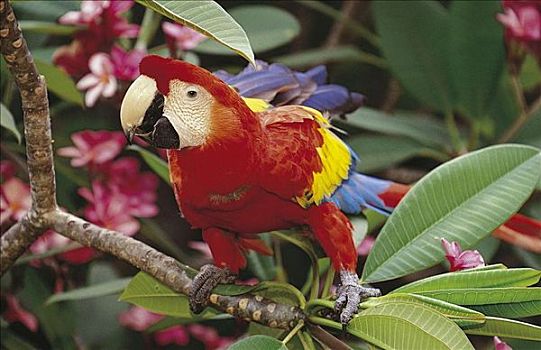 绯红金刚鹦鹉,鹦鹉,鸟,洪都拉斯,中美洲,动物