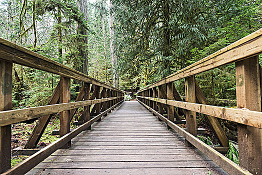 木板路,木质,栏杆,树林,大教堂,小树林,不列颠哥伦比亚省,加拿大