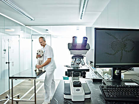 显微镜,兽医,练习,显微,扩大,螨虫,显示器,显示屏,检查,狗,奥地利,欧洲