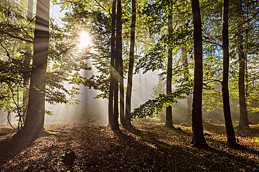 树林,早晨,太阳光线,雾气,奥登瓦尔德,山,黑森州,德国