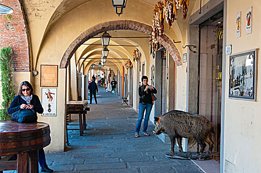 野猪,户外,店,佛罗伦萨,省,托斯卡纳,意大利