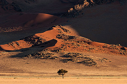沙丘,骆驼,刺,树,正面,夜光,索苏维来地区,纳米布沙漠,纳米比诺克陆夫国家公园,纳米比亚,非洲