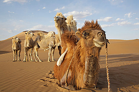 中国,内蒙古,沙漠,特写,驼队,骆驼,画廊