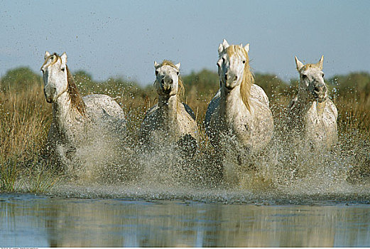 马,跑,河流