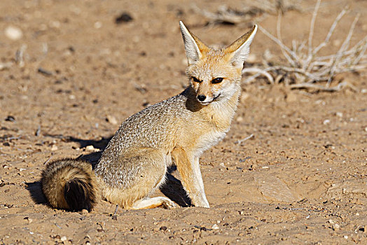 角狐,狐属,成年,女性,坐,专注,卡拉哈迪大羚羊国家公园,北开普,南非,非洲