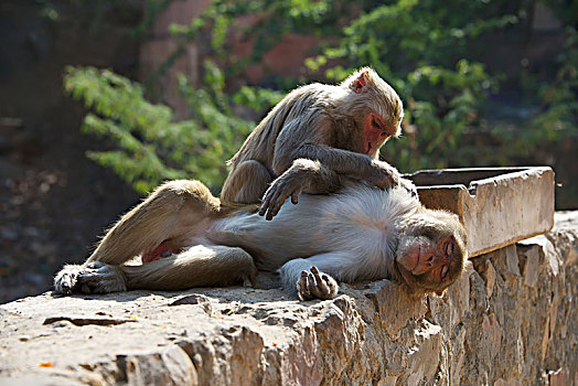 猕猴,中央邦,印度