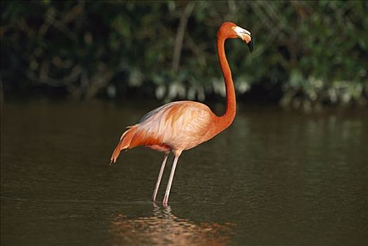 大红鹳,火烈鸟,成年,涉水,生物保护区,墨西哥