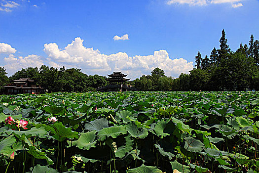 杭州西湖城市风光