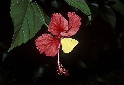 蝴蝶,木槿,哥斯达黎加