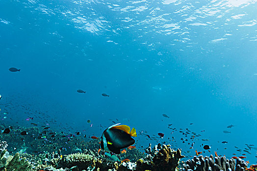热带鱼,游动,水下,礁石,自然风光,海洋,汤加,太平洋