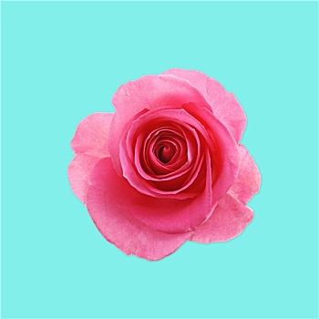 花,红玫瑰,白色背景