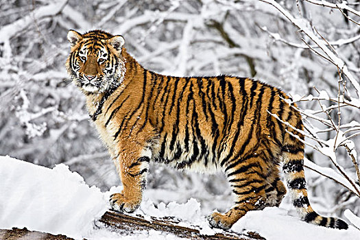 西伯利亚虎,东北虎,幼小,雪中,亚洲